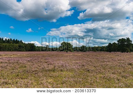 View of Blooming heath landscape in September. Dutch Veluwe. Beautiful pile of clouds with Dutch skies. Renderklippen Heerde Epe.