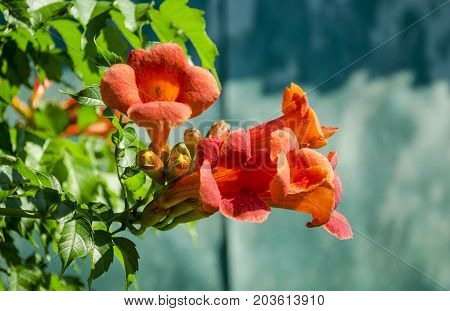 blossoming orange flowers Kampsis in the summer in the garden