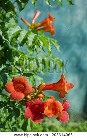 blossoming orange flowers Kampsis in the summer in the garden