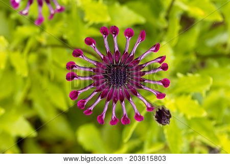 Flower of a trailing African honeysuckle (Osteospermum fruticosum)
