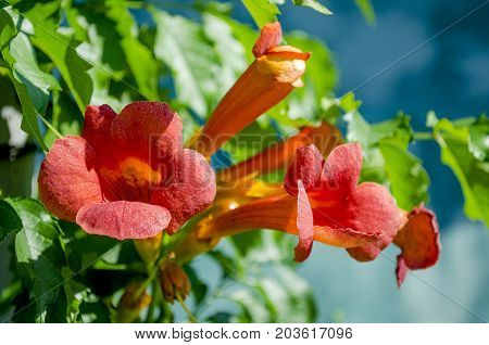 blossoming orange flowers Kampsis in the summer in the garden