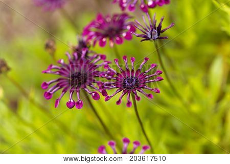 Flower of a trailing African honeysuckle (Osteospermum fruticosum)