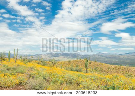 Saguaro Cactus With Yellow Wild Flowers On The Mountain In The Arizona Desert Usa.