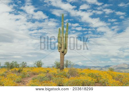 Saguaro Cactus With Yellow Wild Flowers On The Mountain In The Arizona Desert Usa.