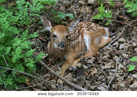 A whitetail fawn resting in the woods.