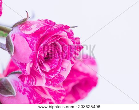 Close up of pink roses Bouque on white background,