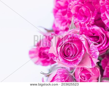 Close up of pink roses Bouque on white background,