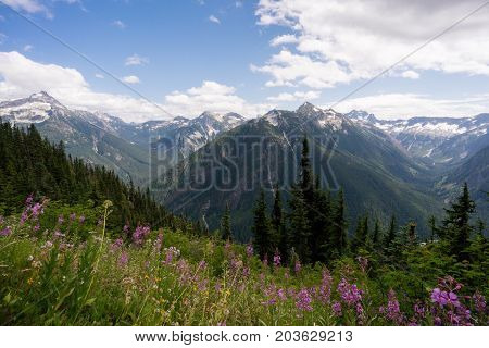 Wildflowers in full bloom in the North Cascades National park in Washington state