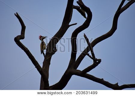 Lesser flameback woodpecker perched on a tree at dawn