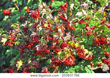 Some ripe viburnum on branch against the leaves