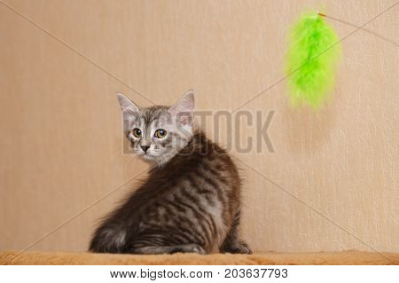 A cute little kitten is a Bobtail and a toy. Pets. Hypoallergenic cat breed. Cheerful kitten