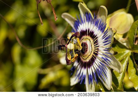 Detail of a common passion flower (Passiflora caerulea)