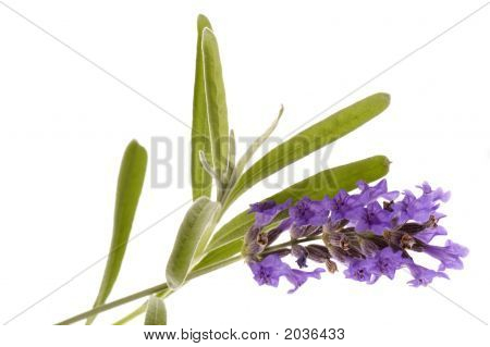Lavendel