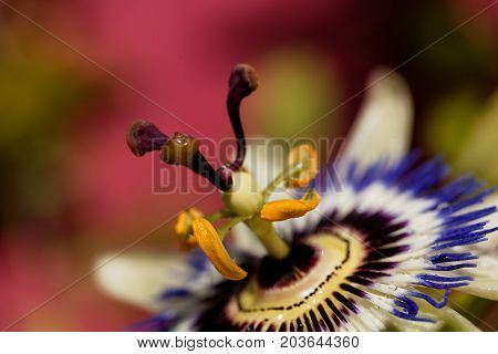 Detail of a common passion flower (Passiflora caerulea)