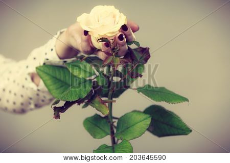 Female Hands Holds White Rose Flower