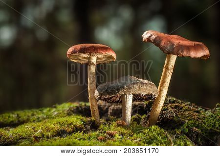 Mushrooms in the forest are illuminated by the sun's rays of light.