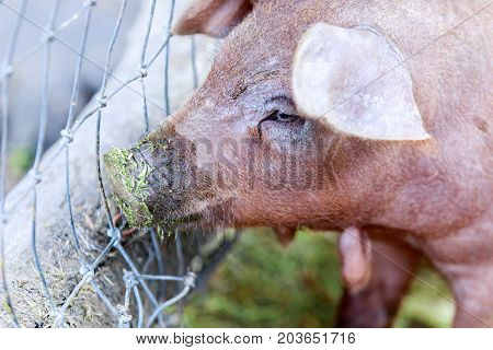 Red Wattle hog (Sus scrofa domesticus) close-up. Napa Valley, California, USA.