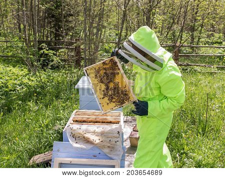 bee-keeper in a protective suit in an apiary