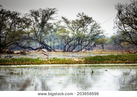 Keoladeo National park also known as Bharatpur bird sanctuary