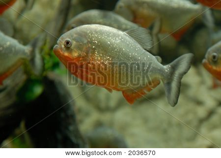 รอเนื้อ