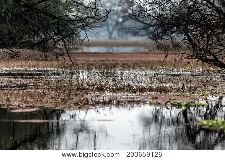 Keoldeo national park also known as Bharatpur bird sanctuary in rajasthan india