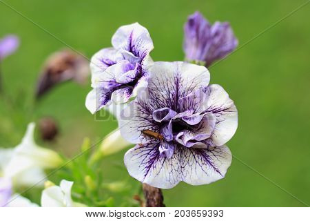 Violet petunias on the nature background close-up