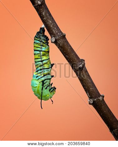 A Monarch caterpillar shedding its skin and pupating as it starts to form its chrysalis on a milkweed branch