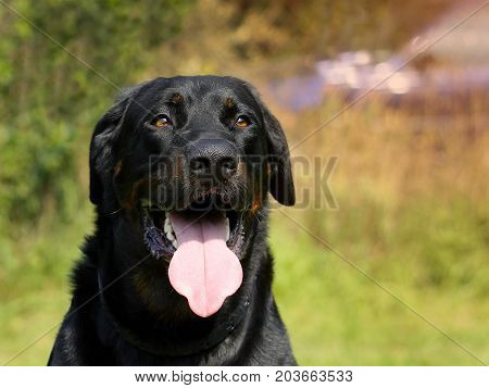Big Dog Beauceron - Beautiful Breed