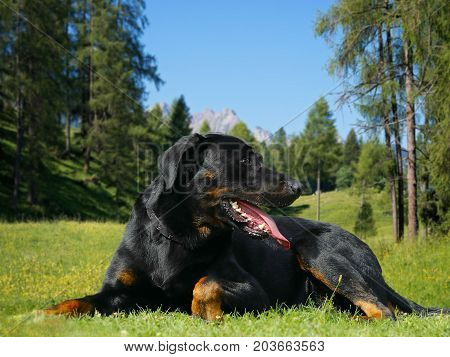 Big Dog Beauceron - Beautiful Breed
