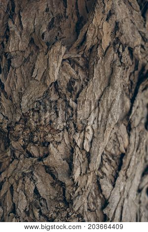 Tree bark texture and background. Organic background for graphic design. Abstract texture and background for designers. Organic texture. Schinus molle bark texture.