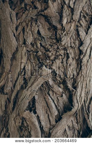Tree bark texture and background. Organic background for graphic design. Abstract texture and background for designers. Organic texture. Schinus molle bark texture.