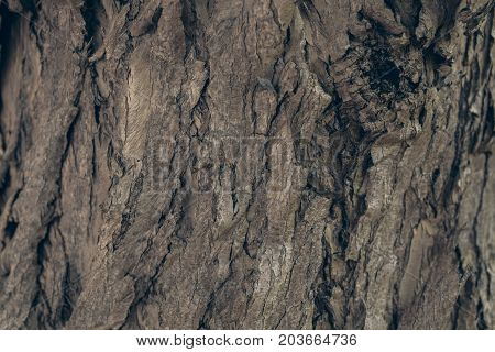 Tree bark texture and background. Organic background for graphic design. Abstract texture and background for designers. Organic texture. Schinus molle bark texture.
