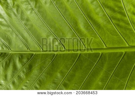 Close up of green elephant ear leaf.