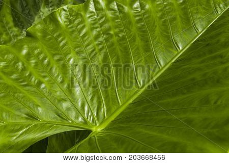 Detail of green elephant ear leaf. Nature green elephant ear leaf.