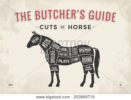 Cut of meat set. Poster Butcher diagram, scheme - Horse. Vintage typographic hand-drawn horse silhouette for butcher shop, restaurant menu, graphic design. Meat theme. Vector Illustration