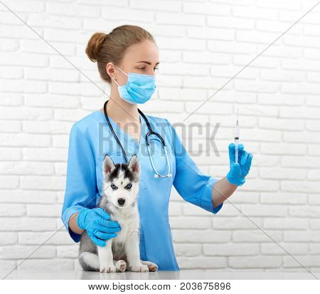 Shot of a professional vet holding a syringe preparing to make in injection to a little Siberian husky puppy profession healthcare medicine pets animals vaccination concept.