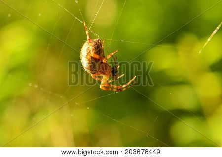 Predatory spider in the webs of its web with prey