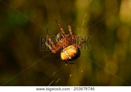 Successful spider hunting in its cobweb on an early sunny morning