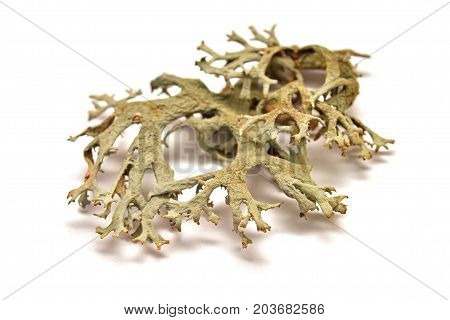 fruticose lichen isolated on a white background
