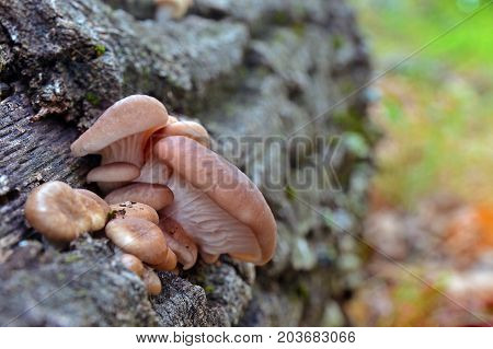 pleurotus cornucopiae mushroom on an oak log