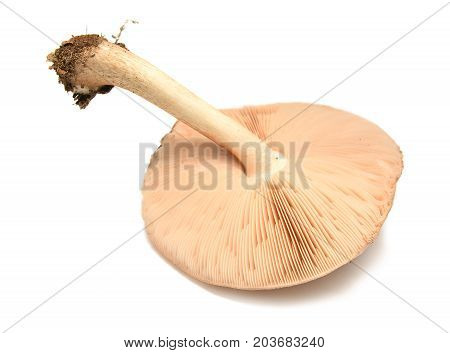 pluteus cervinus mushroom isolated on white background