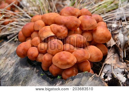 gymnopus (collybia) fusipes mushroom cluster on the ground