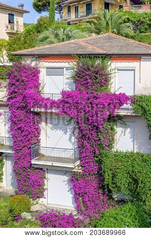 Beautiful daylight view to purple flowers on a house. Santa Margherita Ligure, Italy