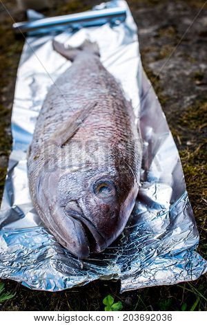 Preparing big dentex fish for barbecue cooking on picnic outside. Salting and wrapping a giant fish in aluminium foil getting it ready for bbq grilling.