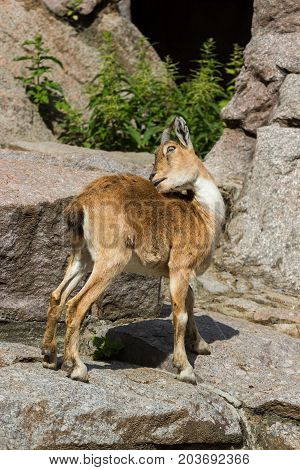 The kid of the East Caucasian tour is playing at the rocks under the supervision of the mother