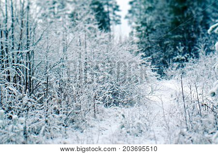 Winter scene .pruce snowflake branches. snowy forest