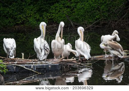 Wild great white pelican on a deserted lake in the depths of the jungle