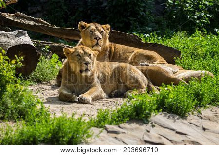 lion pride rests after hunting, male and female Asian lion
