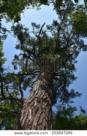 The huge white pine coniferous  tree in Minnesota's Itasca state Park is the largest in the state