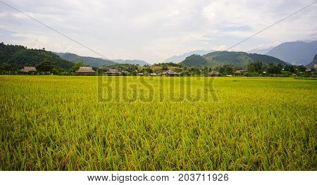 Terraced Rice Field In Northern, Vietnam